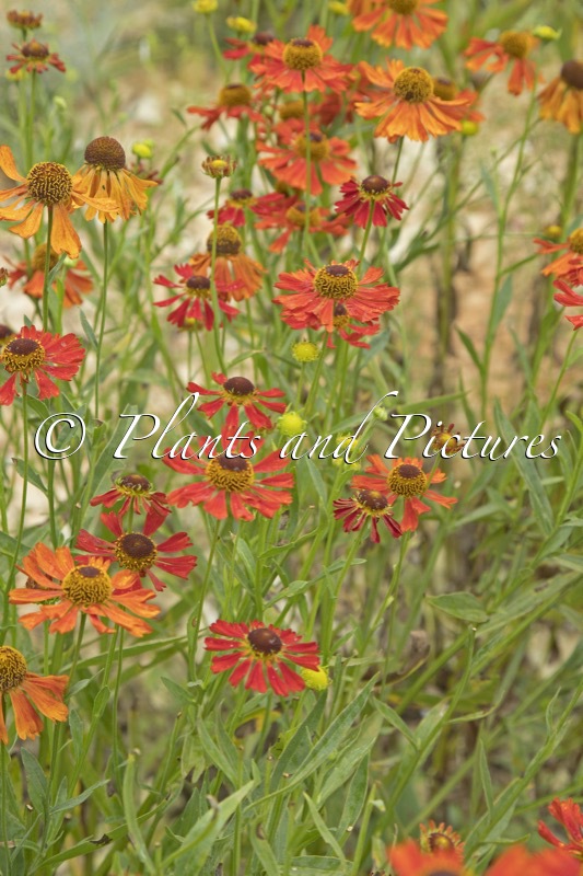 Helenium ‘Moerheim Beauty’