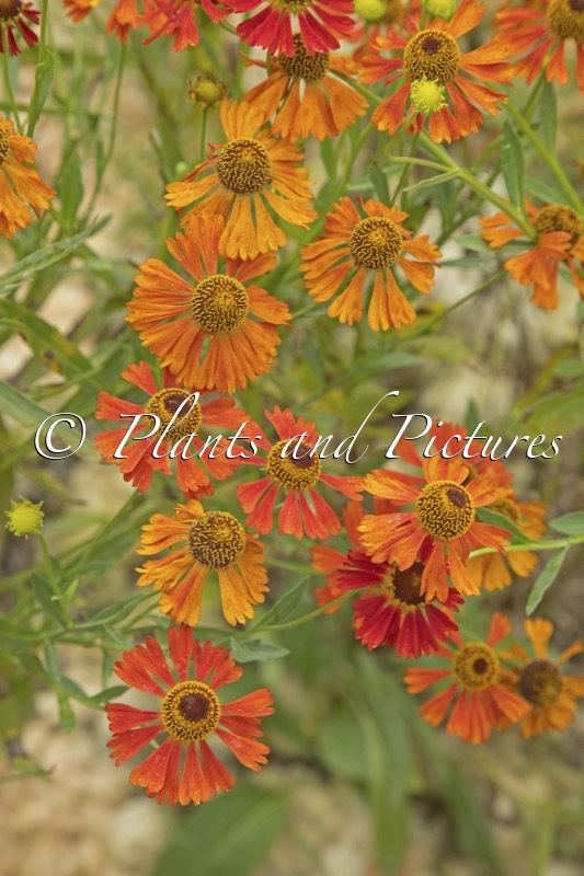 Helenium ‘Moerheim Beauty’