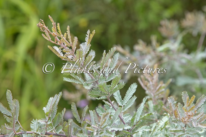Acacia baileyana ‘Purpurea’