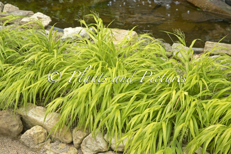 Hakenochloa macra ‘All Gold’