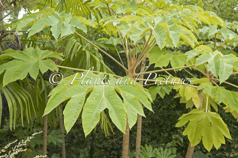 Tetrapanax papyrifer