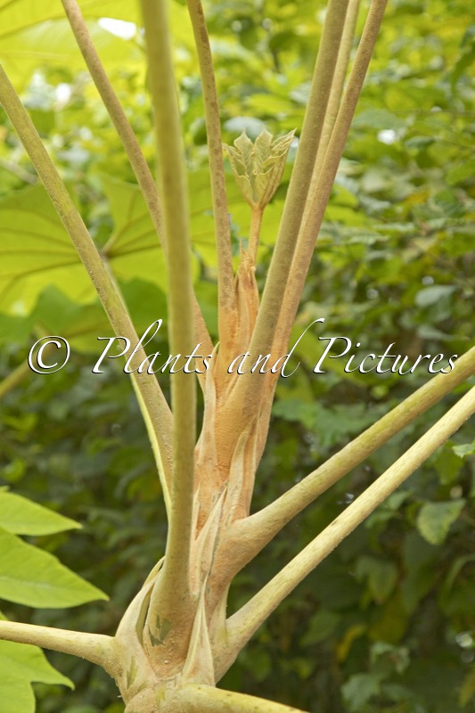 Tetrapanax papyrifer