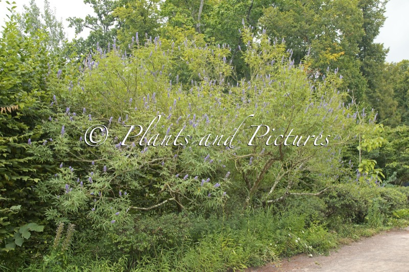 Vitex agnus-castus
