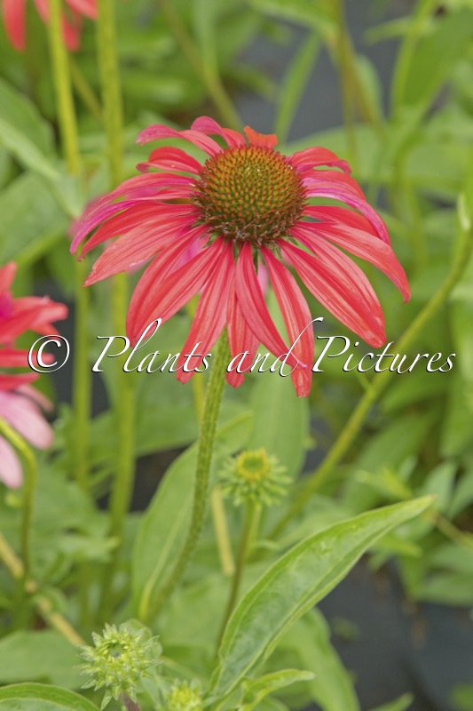 Echinacea ‘Tomato Soup’