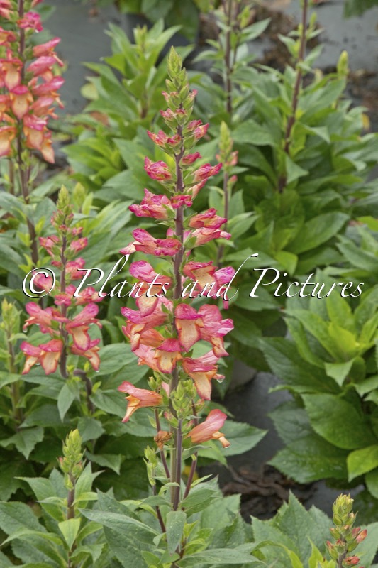 Digitalis valinii ‘Harkstead Flame’ (ILLUMINATION FLAME)