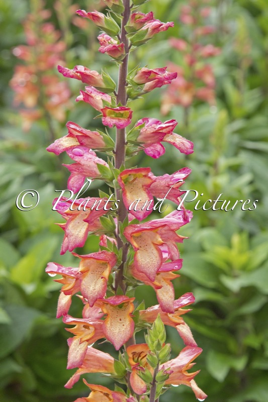 Digitalis valinii ‘Harkstead Flame’ (ILLUMINATION FLAME)