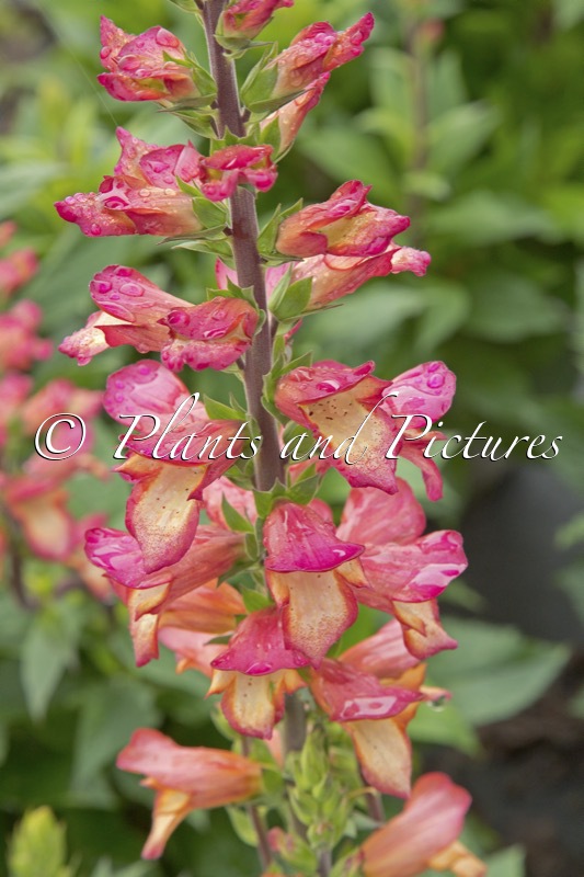 Digitalis valinii ‘Harkstead Flame’ (ILLUMINATION FLAME)