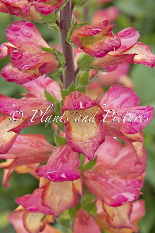 Digitalis valinii ‘Harkstead Flame’ (ILLUMINATION FLAME)