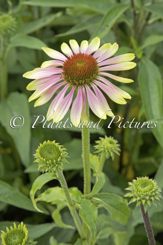 Echinacea ‘Green Twister’