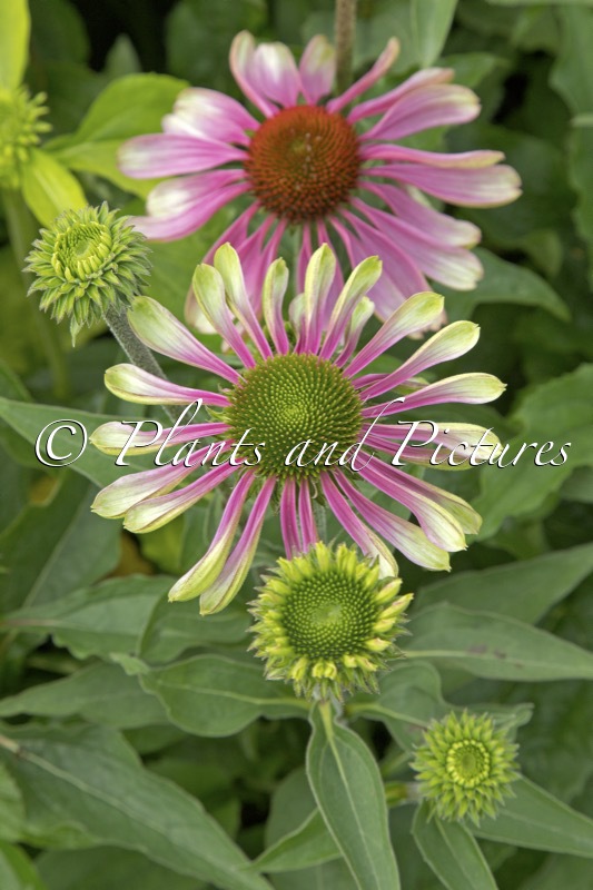 Echinacea ‘Green Twister’
