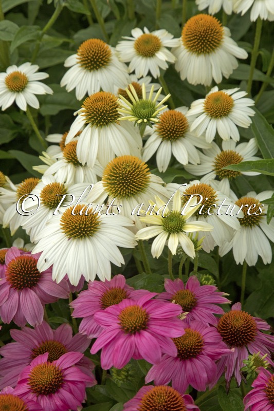 Echinacea ‘PAS702918’ (POWWOW WHITE)