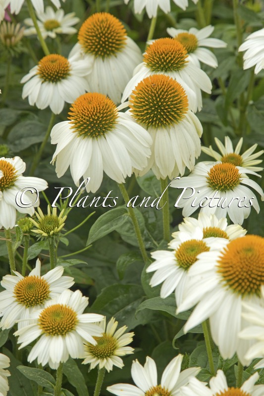 Echinacea ‘PAS702918’ (POWWOW WHITE)