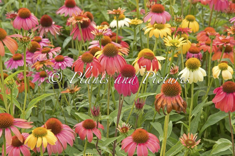Echinacea Cheyenne Spirit
