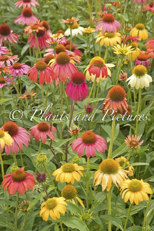 Echinacea Cheyenne Spirit