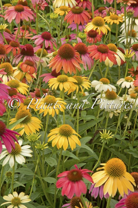 Echinacea Cheyenne Spirit
