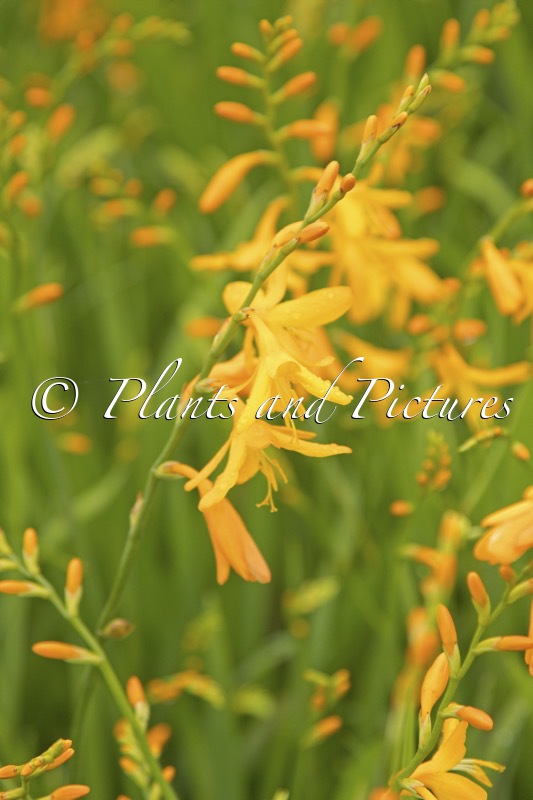 Crocosmia ‘George Davidson’