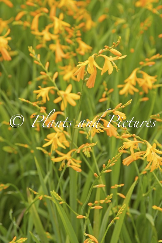 Crocosmia ‘George Davidson’