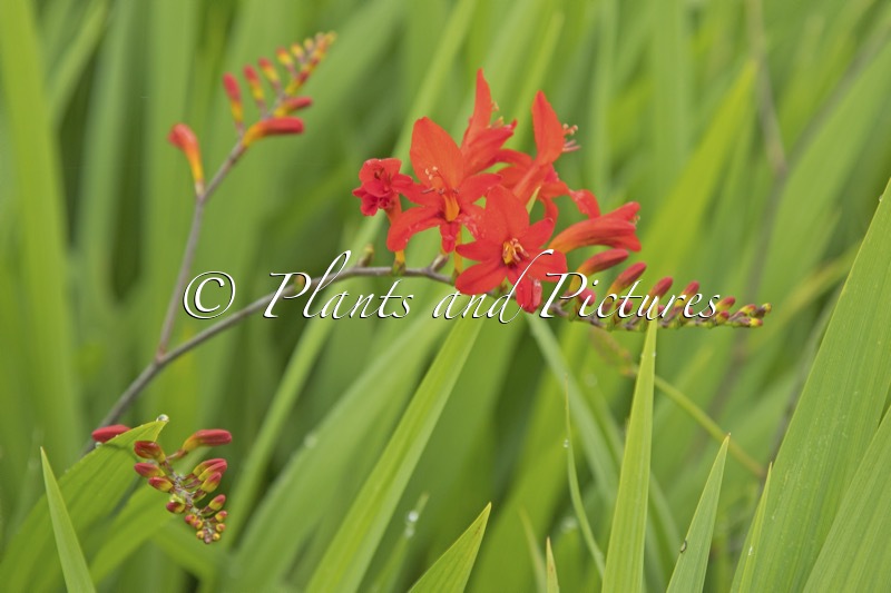 Crocosmia ‘Lucifer’