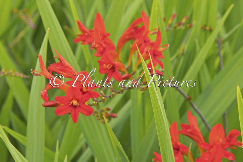 Crocosmia ‘Lucifer’
