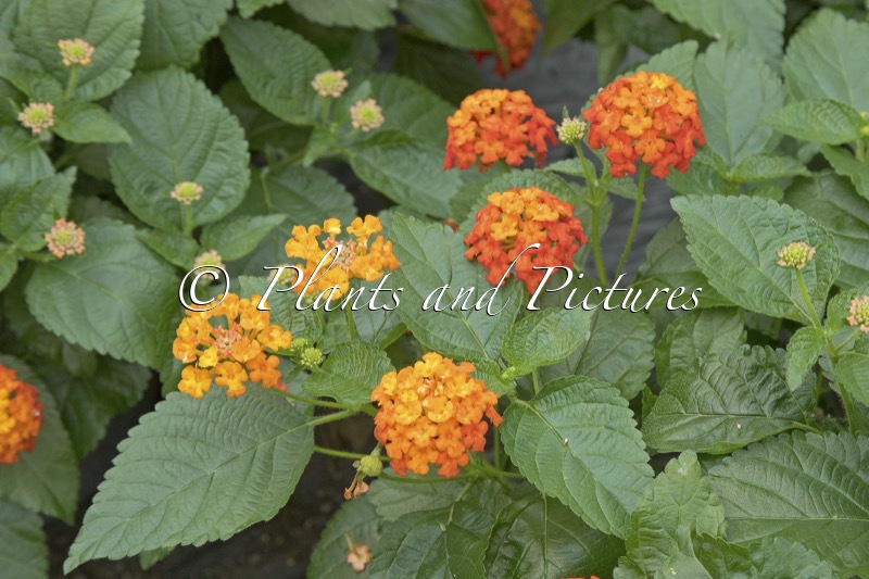 Lantana camara ‘Havana Orange’