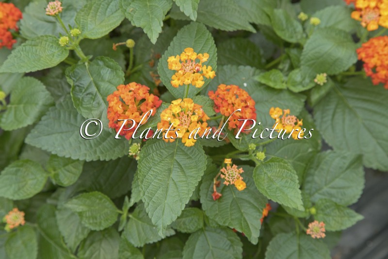 Lantana camara ‘Havana Orange’