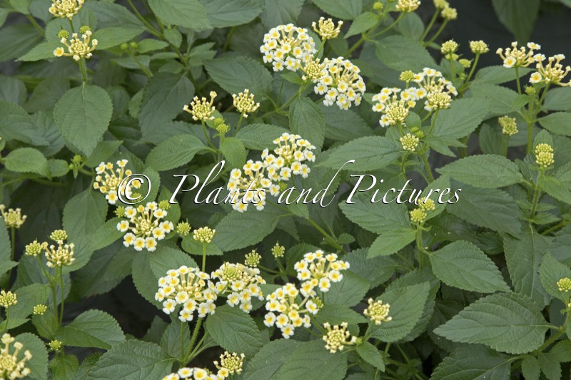Lantana camara ‘Esperanta White’