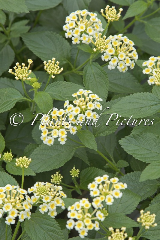 Lantana camara ‘Esperanta White’