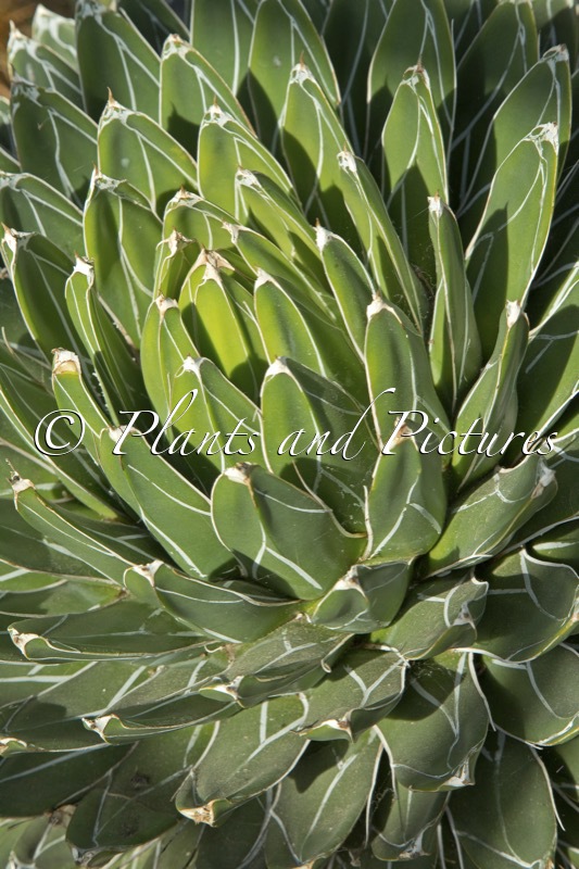 Agave victoriae-reginae