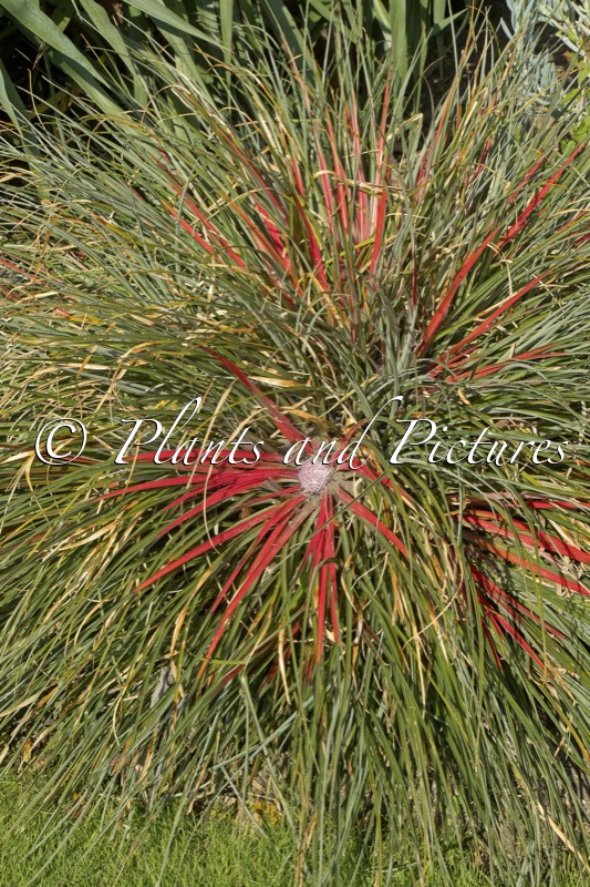 Fascicularia bicolor