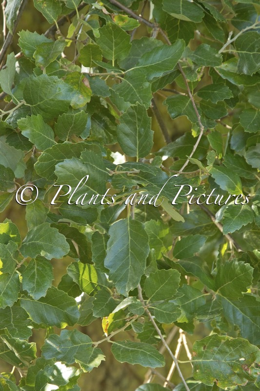 Quercus hispanica ‘Lucombeana’