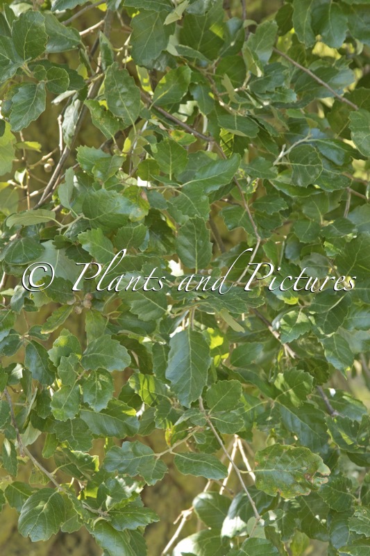 Quercus hispanica ‘Lucombeana’