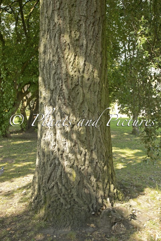 Quercus hispanica ‘Lucombeana’