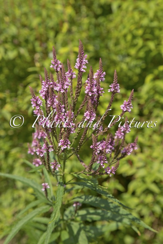 Verbena hastata