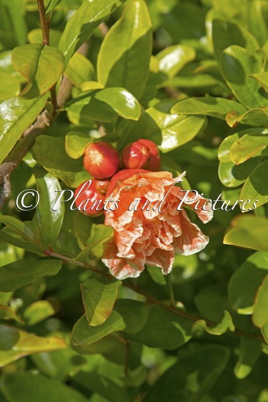 Punica granatum ‘Pleniflora’