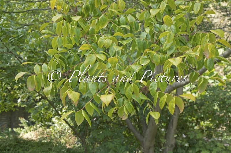 Toxicodendron verniciflua