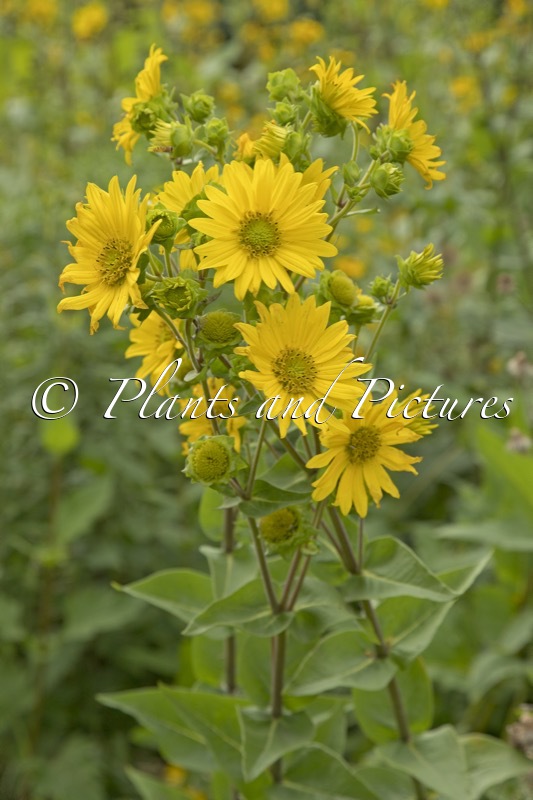 Silphium integrifolium
