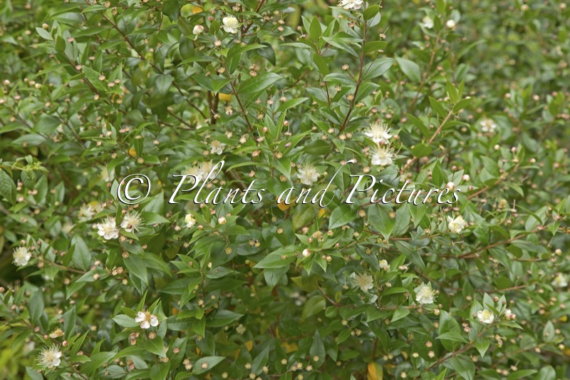 Myrtus communis