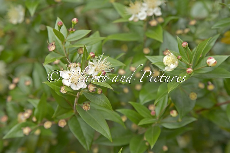 Myrtus communis