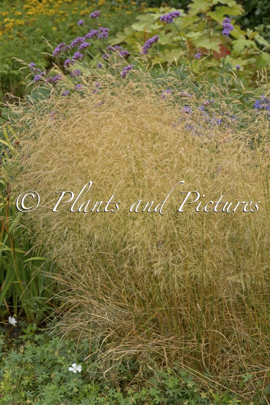 Deschampsia cespitosa ‘Goldschleier’