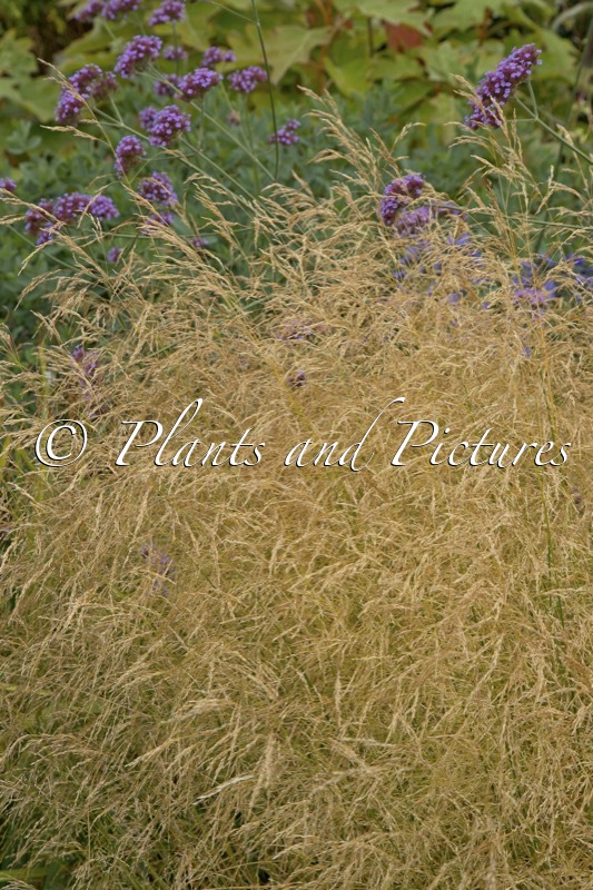 Deschampsia cespitosa ‘Goldschleier’