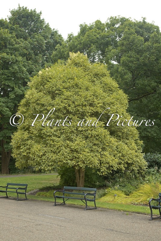 Ligustrum lucidum ‘Excelsum Superbum’