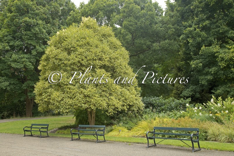 Ligustrum lucidum ‘Excelsum Superbum’