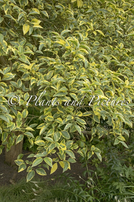 Ligustrum lucidum ‘Excelsum Superbum’