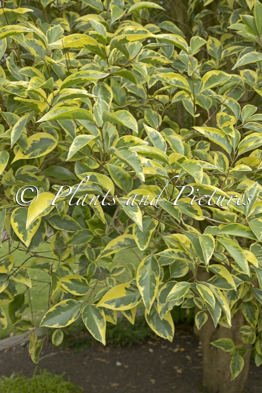 Ligustrum lucidum ‘Excelsum Superbum’