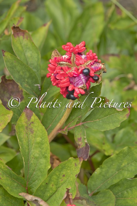 Paeonia mlokosewitschii