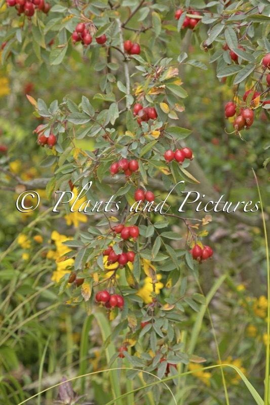 Rosa glauca