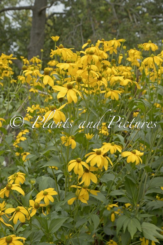 Rudbeckia nitida ‘Herbstsonne’