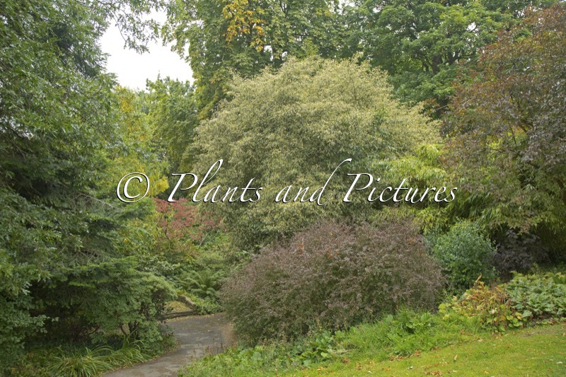 Prunus lusitanica ‘Variegata’