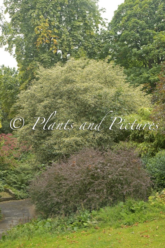 Prunus lusitanica ‘Variegata’
