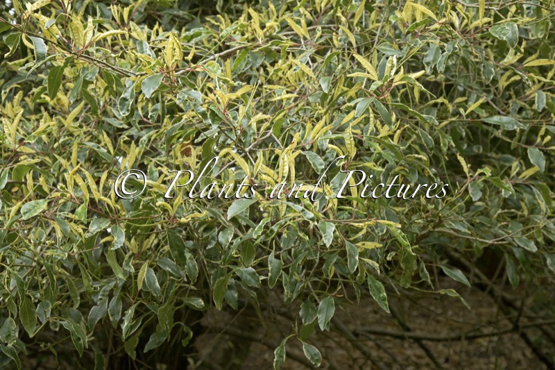 Prunus lusitanica ‘Variegata’
